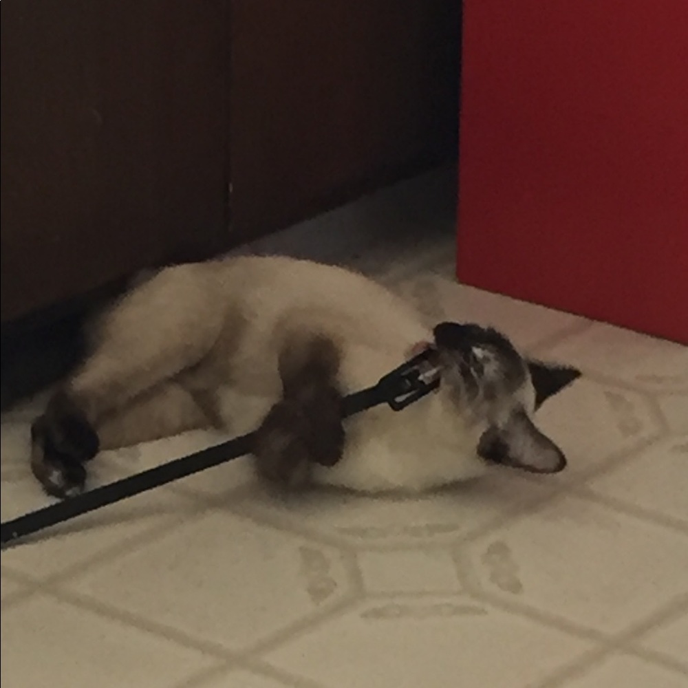 SASSY- My beautiful Girl